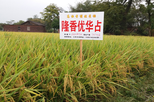 隆香優(yōu)華占