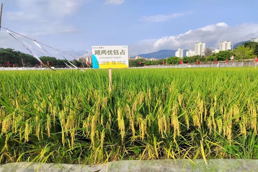 颶兩優(yōu)鈺占