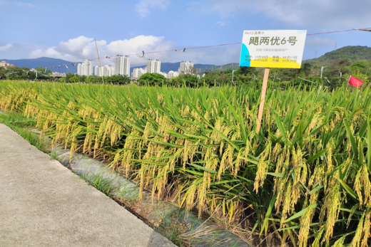 颶兩優(yōu)6號——抗稻飛虱