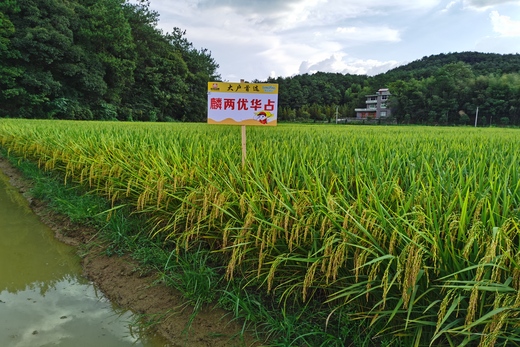 麟兩優(yōu)華占